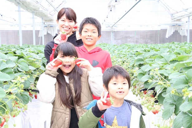クリーンないちご狩りハウスで完熟いちごが存分に食べられる/King Farm(キング ファーム)