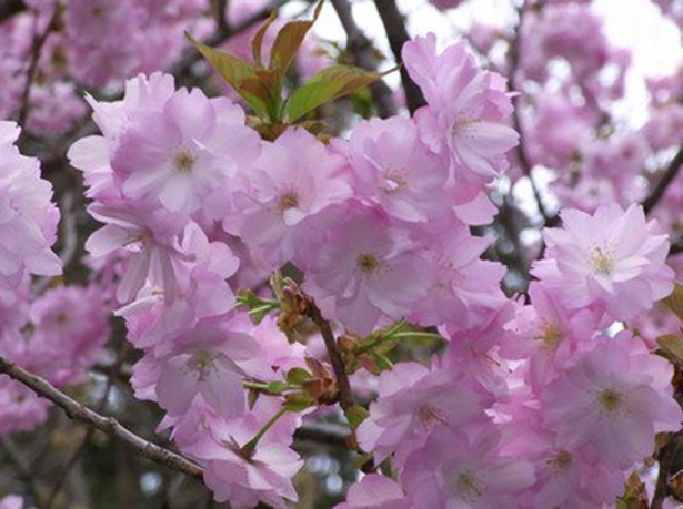 ソメイヨシノや八重桜、約1000本もの桜が咲く 弥彦公園の桜