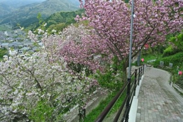 高台の小道脇に2色の桜が咲き乱れる 祇園公園の桜