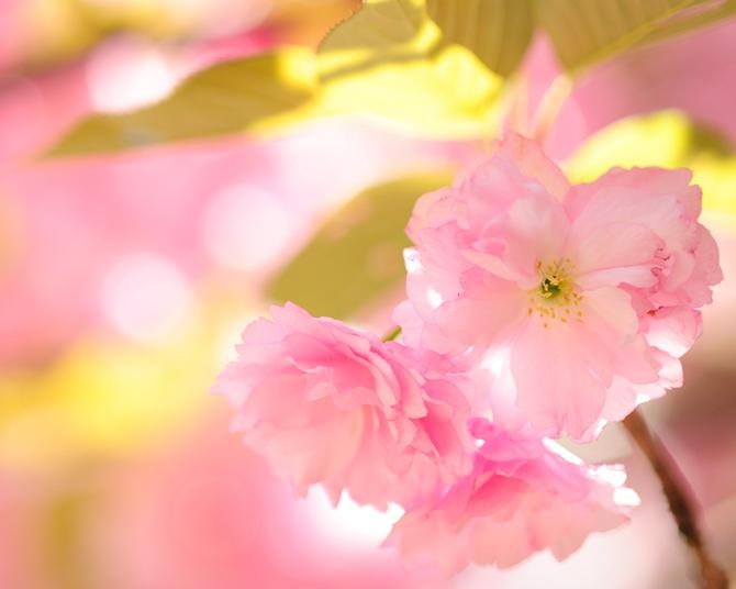 一輪一輪が大きく花びらが何枚にもなる遅咲きの桜「ヤエザクラ(八重桜)」が見られる名所6選