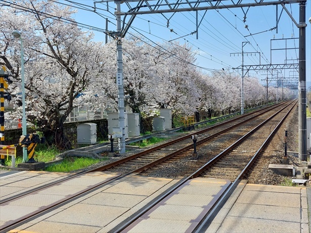 郡津駅の桜