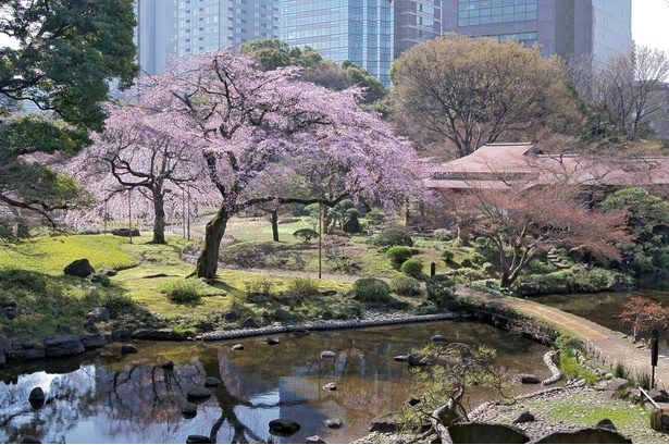 春の到来を感じさせる新緑と薄桃色のコントラストが美しい/小石川後楽園の桜