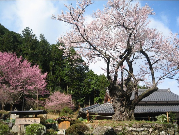 桜のピンクと山の緑のコントラストが素敵/春谷寺エドヒガンザクラ