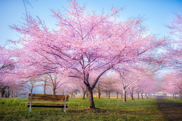 しだれ桜は西日本一の規模を誇る/長湯温泉 しだれ桜の里の桜
