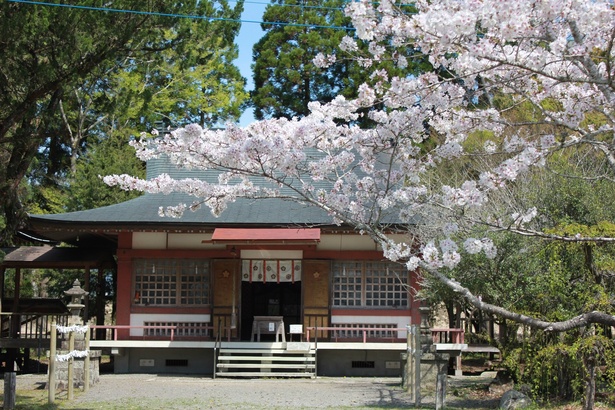 相良護国神社周辺の桜/人吉城跡の桜
