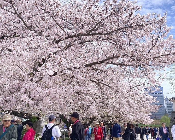 2025年の桜、満開ラッシュ！今週末(4月5日・6日)に7分咲き～満開を迎えそうな全国のお花見名所ガイド