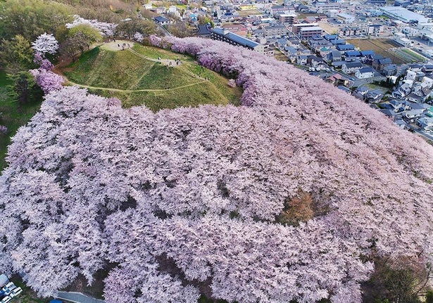 ピンク色の海のように桜が山を覆う/弘法山古墳の桜 - 長野県松本市