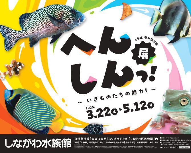 “へんしんっ！”を楽しもう！ゴマフアザラシなど「変身」する生き物に注目した特別展がしながわ水族館で開催中