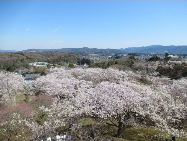 眼下に桜の絨毯を望むことができる/西山公園の桜(茨城県)