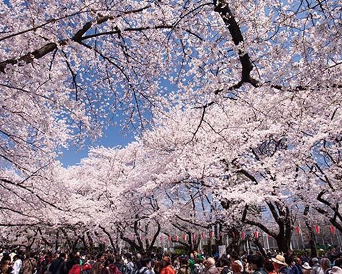 上野恩賜公園のお花見攻略法！立ち寄りグルメも大充実